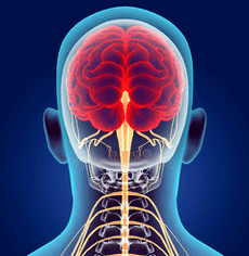 Darstellung der Nervenkanäle der Halswirbelsäule